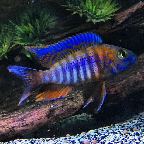 Peacock cichlid. Things To Know About Peacock cichlid. 