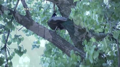 Peacock escapes from Bronx Zoo, spends night roosting in tree