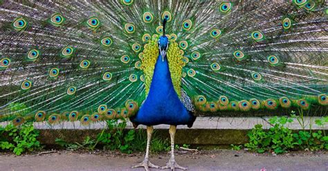 Peacock ne demek