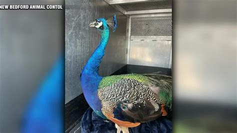Peacock roaming around New Bedford reunited with owner