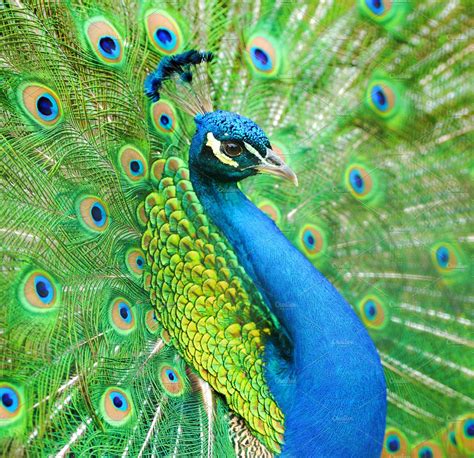 iStock Blue Peacock Stock Photo - Download Image Now 