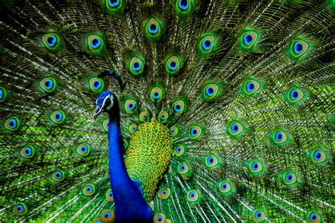 Depending on species, it takes between 26 and 30 days for a peacock egg to hatch. The most familiar species, the Indian blue peafowl, takes 27 to 30 days, with 28 being the average.. 
