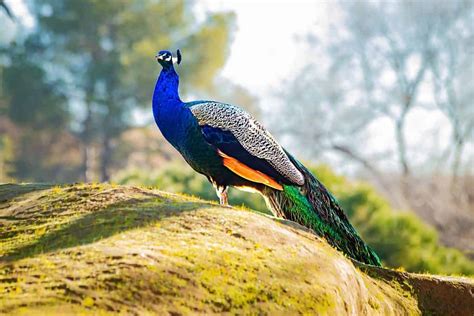 Peacock the National Bird of India: Facts at a Glance