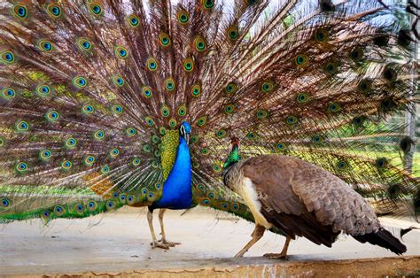 Peacocks