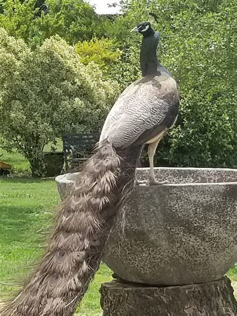 Peacocks for sale. Canadian Peacock Buy and Sell. Public group. ·. 2.1K members. Join group. This group is intended for Canadian Peacock breeders, sellers, owners and enthusiasts . The group rules will be pretty simple.. #1. Any member bullying... 
