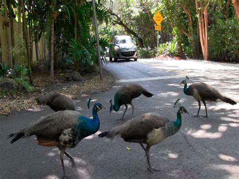 Peacocks to be trapped in Fairfield, relocated