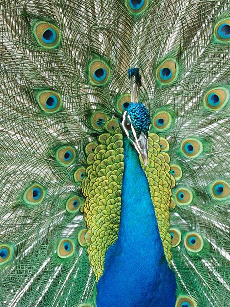 Peafowl