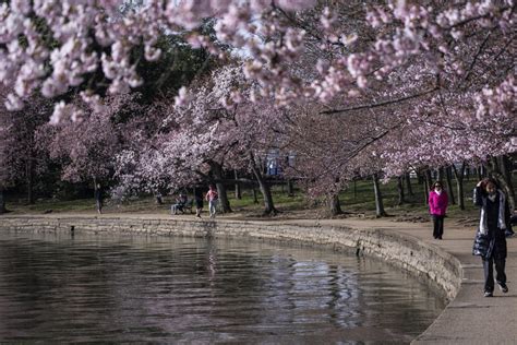 Peak bloom is almost here: Here’s how you can help protect DC’s famed cherry trees