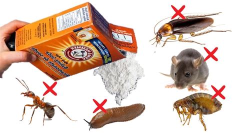 2. Borax and Baking Soda. Borax and baking soda have become increasingly popular for killing cockroaches and other pests. To use this solution: Mix borax and baking soda to form a white powder. Add an attractant such as sugar. Sprinkle it and wait for it to take effect. Reapply the mixture as needed.