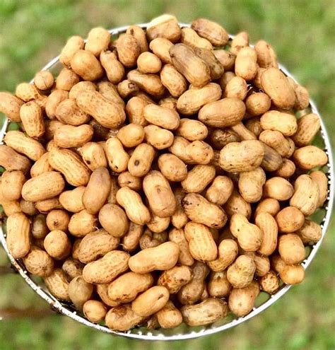 16 Eki 2014 ... Although today ubiquitous across the globe, the peanut (Arachis hypogaea) was native only to South America, and it is believed to come from the ...