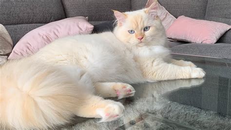 Pearls ragdolls. Sep 24, 2020 · Dam: Lady. Born September 27, 2020. See Pearl's Ragdolls' previously adopted Ragdoll cat breed kittens. Pearl's Ragdolls is located in Fort Worth, Texas. 