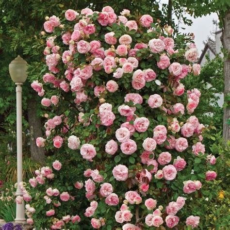 Pearly Gates Climbing Rose, Live Bareroot Plant, Pink …