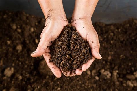 Peat Moss: The Ideal Growing Medium For Cannabis