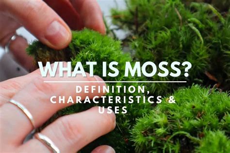 Peat moss definition and meaning Collins English Dictionary