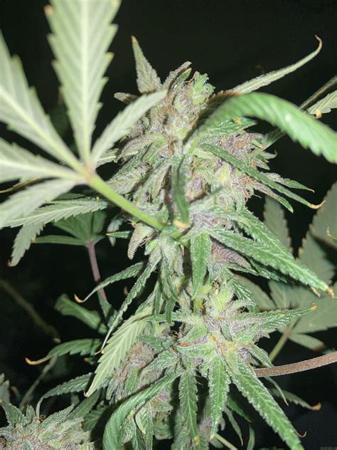 Reserva Privadas Purple Wreck Description. Purple Wreck Cannabis Seeds are the love child of the Urkel, one of California`s most sought after strains that demands respect in any circle. We crossed the Urkel with the Train Wreck (T4) male to improve the vigour of the Urkel, a notoriously slow grower, and the results are of the highest quality!. 