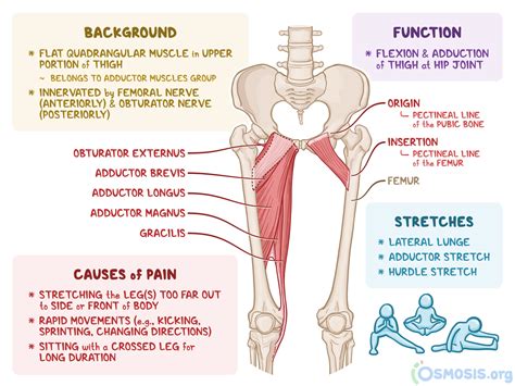 Pectineus Muscle an overview ScienceDirect Topics. 