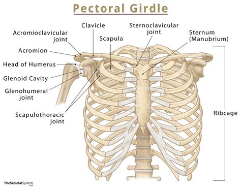 Pectoral Girdle Bones and Parts: Scapula, Clavicle, …