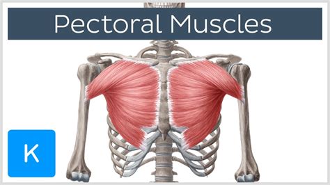 Pectoralis muscle Definition, Location, Function, & Facts