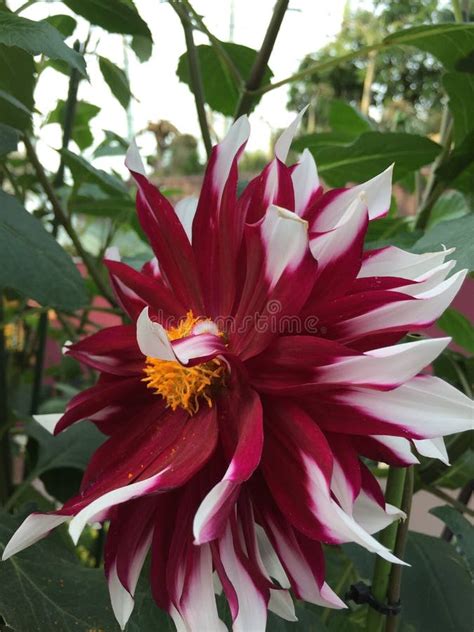 😈 Peculiar_Flower Leaked [PPV] 187 Pics