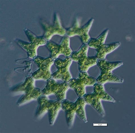 Pediastrum duplex - Wikipedia