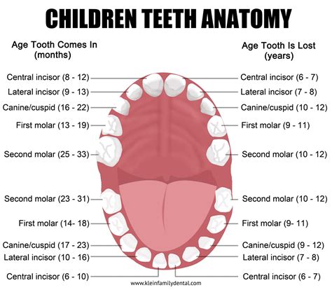 Pediatric Tooth Numbering Chart