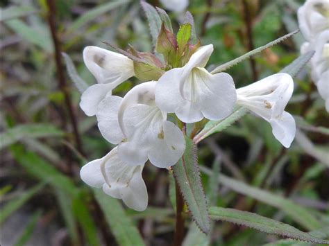 Pedicularis racemosa