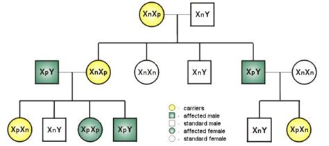 Pedigree Chart For Colour Blindness