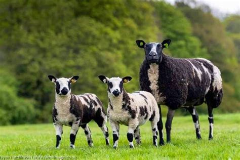 Pedigree Zwartble ewe with Dutch Spotted x ewe lamb For Sale in ...