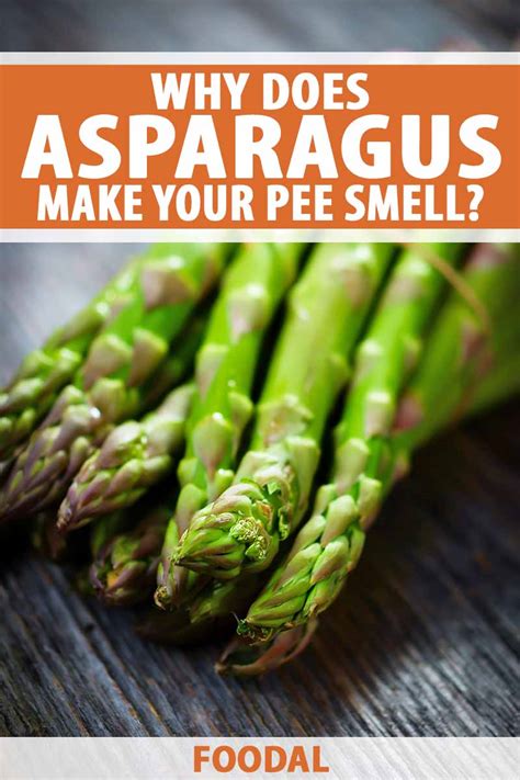 Pee smells like asparagus but didn't eat any. Scientists aren't positive why asparagus makes our urine smell funny, but they suspect it has something to do with a unique compound found only in asparagus called asparagusic acid. 