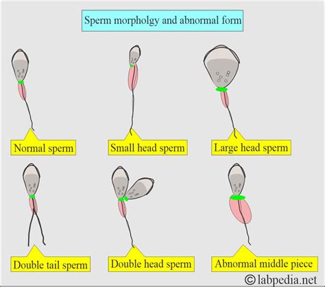 Peeing sperms boys.  Find your perfect picture for your project.  Free footage t...