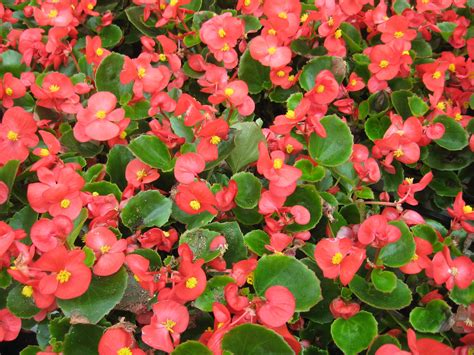Pegonias. Jan 25, 2021 · How to plant begonias. The begonia is quite slow to start its vegetation period. Begin as early as March, by placing the tuber on moist and warm (68°F) soil exposed to light. Spray regularly. When the roots start to develop, pot the tuber by burying it 1 or 2 inches deep, with the concave side of the tuber facing upwards. 