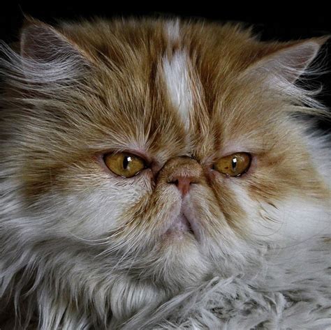 Peke-Faced Cat Breed Info & Pictures - PetMD