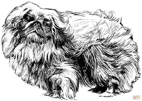 Pekingese Coloring Page Coloring Pages