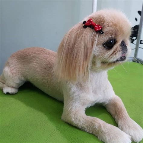 Pekingese haircut styles pictures. Things To Know About Pekingese haircut styles pictures. 