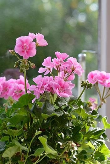 Pelargon inomhus