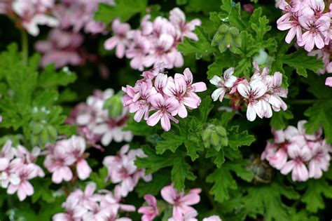 Pelargonium Definition & Meaning - Merriam-Webster