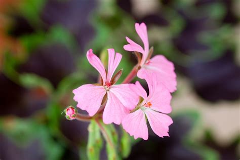 Pelargonium Types Explained BBC Gardeners World Magazine