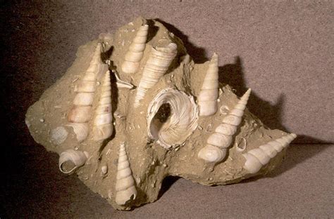 Pelecípodos y gasterópodos del cretácico inferior de la región de san juan raya zapotitlán, estado de puebla. - Ombre del melograno quintetto islam 1 tariq ali.