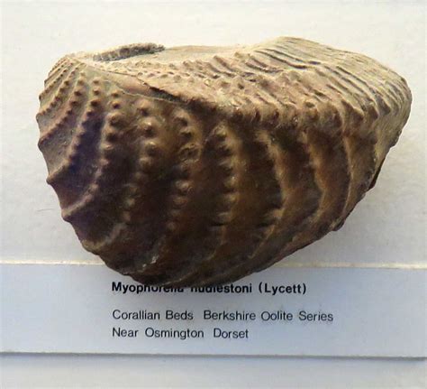 Pelecypod fossil. Things To Know About Pelecypod fossil. 