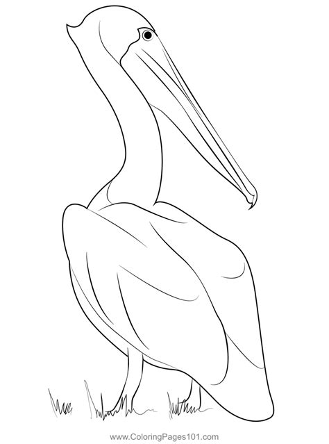 Pelican Coloring Shee