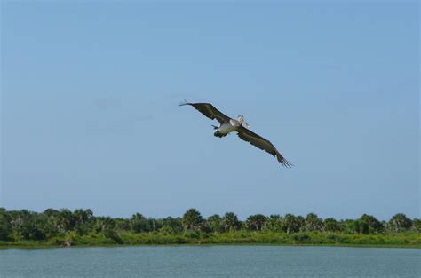 Pelican refuge. Pelican Island near Sebastian, Fla., is not the biggest wildlife refuge in the country, but it was the first, and it helped start the U.S. on a path that would eventually lead to more than 550 ... 
