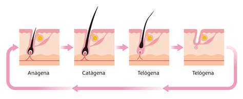 Pelos - Os pêlos são compostos por dois tipos de elementos: a haste, a parte que sobressai da pele, e a raiz, a porção interna. Cada pêlo encontra-se numa depressão da pele correspondente a uma invaginação de tecido epidérmico na derme, denominado folículo piloso, onde são produzidos. De facto, a raiz do pêlo evidencia-se a partir de uma ...