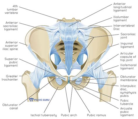 Pelvis - Ligaments & Tilt Flashcards Chegg.com