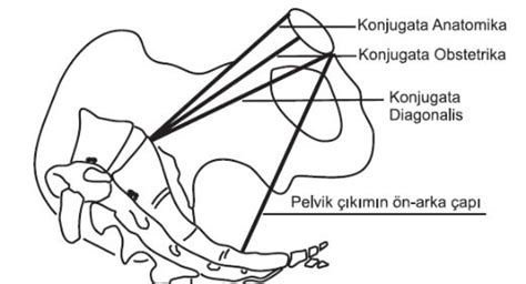 Pelvis Kemiği: Yapısı, Açıları ve Kinematiği.
