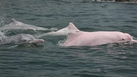 Pembe balina: 889 video Yandex'te bulundu.