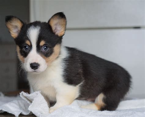 The typical price for Pembroke Welsh Corgi puppies for sale in Dallas, TX may vary based on the breeder and individual puppy. On average, Pembroke Welsh Corgi puppies from a breeder in Dallas, TX may range in price from $1,400 to $2,150. Read less.. 