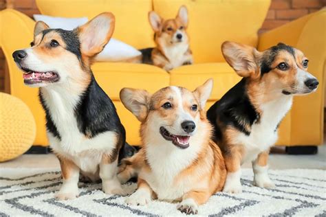 Pembroke welsh corgi rescue. The Pembroke Welsh Corgi is a small, sturdy, and intelligent dog breed known for its distinctive appearance and charming personality. With a low-set body, short legs, and long body, Corgis captivate hearts with their undeniable cuteness. 