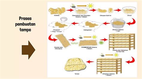 Pembuatan Tempe PPT SlideShare. 