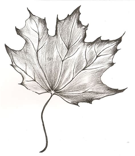 Pencil Drawing Of A Leaf