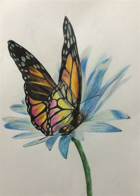 Pencil Drawings Of Flowers And Butterflies